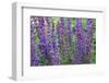 Lupine close Up-kvd design-Framed Photographic Print