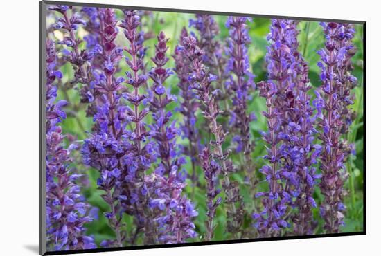 Lupine close Up-kvd design-Mounted Photographic Print