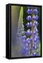 Lupine Festival in New Hampshire-Frances Gallogly-Framed Stretched Canvas