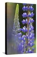 Lupine Festival in New Hampshire-Frances Gallogly-Stretched Canvas