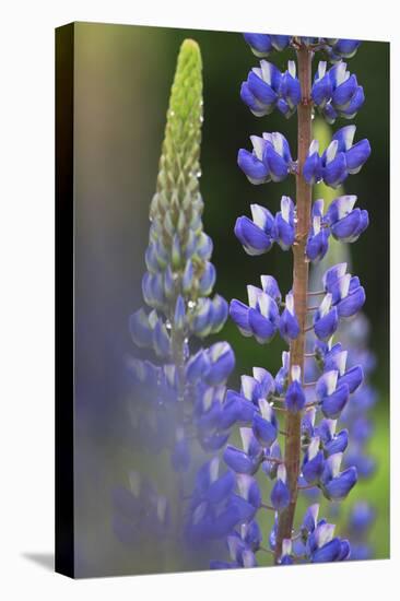 Lupine Festival in New Hampshire-Frances Gallogly-Stretched Canvas