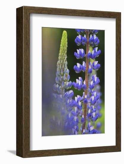 Lupine Festival in New Hampshire-Frances Gallogly-Framed Photographic Print