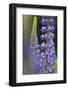 Lupine Festival in New Hampshire-Frances Gallogly-Framed Photographic Print