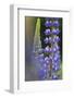 Lupine Festival in New Hampshire-Frances Gallogly-Framed Photographic Print