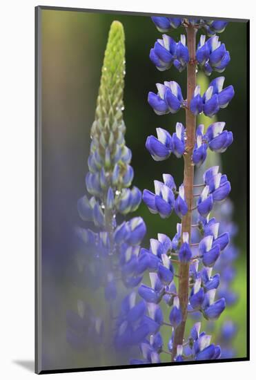 Lupine Festival in New Hampshire-Frances Gallogly-Mounted Photographic Print