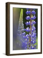 Lupine Festival in New Hampshire-Frances Gallogly-Framed Photographic Print