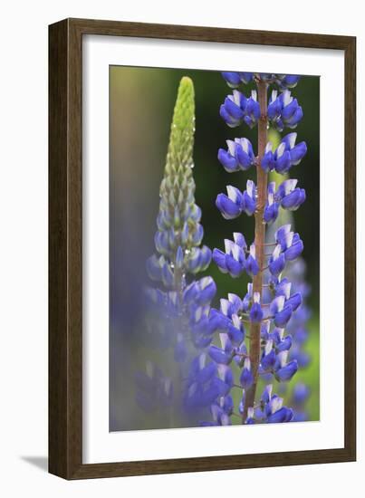 Lupine Festival in New Hampshire-Frances Gallogly-Framed Photographic Print