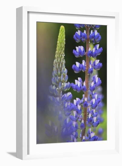 Lupine Festival in New Hampshire-Frances Gallogly-Framed Photographic Print