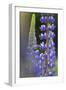 Lupine Festival in New Hampshire-Frances Gallogly-Framed Photographic Print