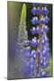 Lupine Festival in New Hampshire-Frances Gallogly-Mounted Photographic Print