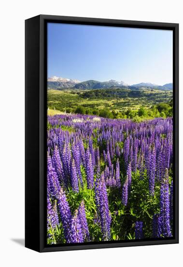 Lupine Field, Coyhaique, Aysen, Chile-Fredrik Norrsell-Framed Stretched Canvas