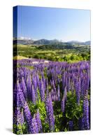 Lupine Field, Coyhaique, Aysen, Chile-Fredrik Norrsell-Stretched Canvas