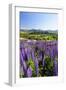 Lupine Field, Coyhaique, Aysen, Chile-Fredrik Norrsell-Framed Photographic Print