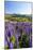 Lupine Field, Coyhaique, Aysen, Chile-Fredrik Norrsell-Mounted Photographic Print