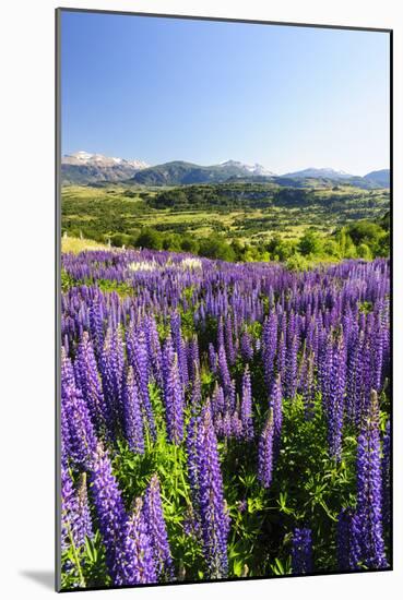 Lupine Field, Coyhaique, Aysen, Chile-Fredrik Norrsell-Mounted Photographic Print