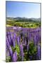 Lupine Field, Coyhaique, Aysen, Chile-Fredrik Norrsell-Mounted Photographic Print