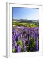 Lupine Field, Coyhaique, Aysen, Chile-Fredrik Norrsell-Framed Photographic Print