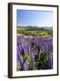 Lupine Field, Coyhaique, Aysen, Chile-Fredrik Norrsell-Framed Photographic Print