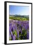 Lupine Field, Coyhaique, Aysen, Chile-Fredrik Norrsell-Framed Photographic Print