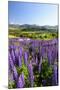 Lupine Field, Coyhaique, Aysen, Chile-Fredrik Norrsell-Mounted Photographic Print