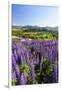 Lupine Field, Coyhaique, Aysen, Chile-Fredrik Norrsell-Framed Premium Photographic Print