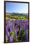 Lupine Field, Coyhaique, Aysen, Chile-Fredrik Norrsell-Framed Premium Photographic Print