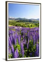 Lupine Field, Coyhaique, Aysen, Chile-Fredrik Norrsell-Framed Premium Photographic Print