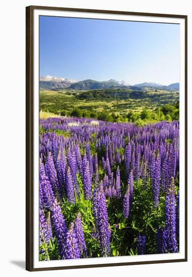 Lupine Field, Coyhaique, Aysen, Chile-Fredrik Norrsell-Framed Premium Photographic Print