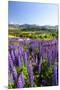 Lupine Field, Coyhaique, Aysen, Chile-Fredrik Norrsell-Mounted Premium Photographic Print