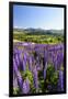 Lupine Field, Coyhaique, Aysen, Chile-Fredrik Norrsell-Framed Premium Photographic Print