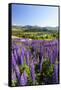 Lupine Field, Coyhaique, Aysen, Chile-Fredrik Norrsell-Framed Stretched Canvas