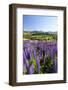 Lupine Field, Coyhaique, Aysen, Chile-Fredrik Norrsell-Framed Photographic Print