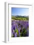 Lupine Field, Coyhaique, Aysen, Chile-Fredrik Norrsell-Framed Photographic Print