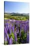 Lupine Field, Coyhaique, Aysen, Chile-Fredrik Norrsell-Stretched Canvas