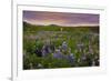 Lupine Filled Meadow-George Oze-Framed Photographic Print