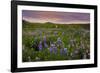 Lupine Filled Meadow-George Oze-Framed Photographic Print