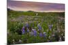 Lupine Filled Meadow-George Oze-Mounted Photographic Print