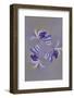 Lupine flower, Napa Valley, California-Adam Jones-Framed Photographic Print