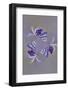 Lupine flower, Napa Valley, California-Adam Jones-Framed Photographic Print