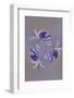 Lupine flower, Napa Valley, California-Adam Jones-Framed Photographic Print