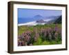 Lupine Flowers and Rugged Coastline along Southern Oregon, USA-Adam Jones-Framed Premium Photographic Print