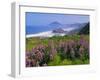 Lupine Flowers and Rugged Coastline along Southern Oregon, USA-Adam Jones-Framed Photographic Print