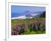 Lupine Flowers and Rugged Coastline along Southern Oregon, USA-Adam Jones-Framed Photographic Print