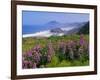 Lupine Flowers and Rugged Coastline along Southern Oregon, USA-Adam Jones-Framed Photographic Print