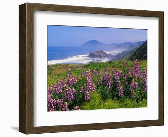 Lupine Flowers and Rugged Coastline along Southern Oregon, USA-Adam Jones-Framed Photographic Print