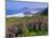 Lupine Flowers and Rugged Coastline along Southern Oregon, USA-Adam Jones-Mounted Photographic Print