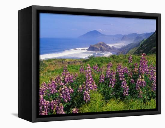 Lupine Flowers and Rugged Coastline along Southern Oregon, USA-Adam Jones-Framed Stretched Canvas