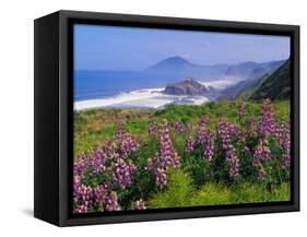 Lupine Flowers and Rugged Coastline along Southern Oregon, USA-Adam Jones-Framed Stretched Canvas