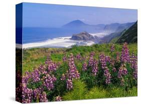 Lupine Flowers and Rugged Coastline along Southern Oregon, USA-Adam Jones-Stretched Canvas