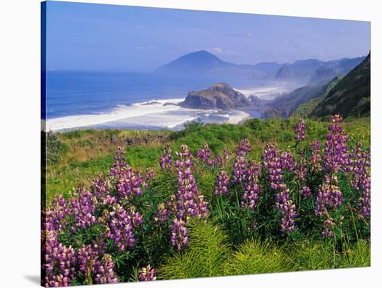 Lupine Flowers and Rugged Coastline along Southern Oregon, USA-Adam Jones-Stretched Canvas